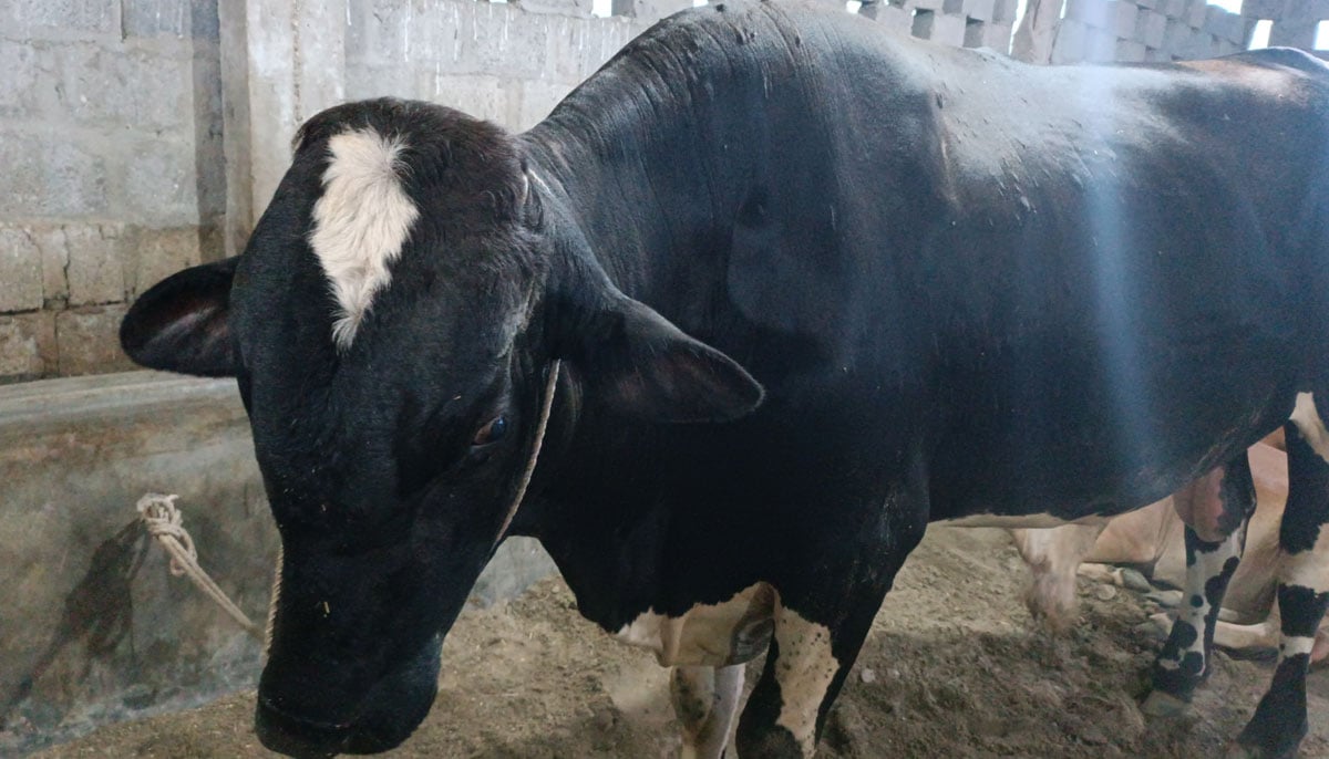 The picture shows an Australian-cross-breed bull with four teeth owned by Ajab Khan, taken on June 17, 2023, in Yousuf Goth Mandi, Karachi. — By the author