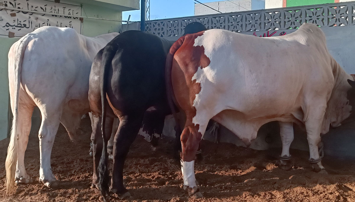 This picture shows three bulls bearing two teeth of Sahiwal and Cholistan breeds owned by Ali, taken on June 17, 2023, in Yousuf Goth Mandi, Karachi. — By the author