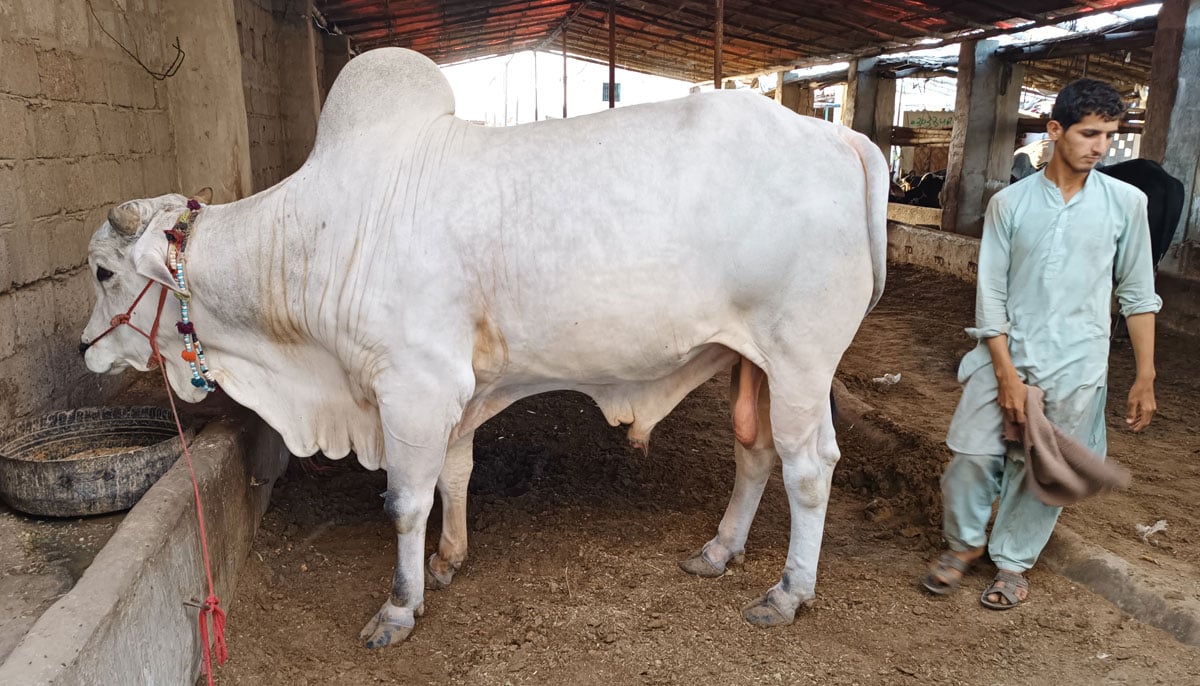 This picture taken on June 17, 2023, in Yousuf Goth Mandi, Karachi, shows a bull of the Sahiwal Balanari breed.— By the author