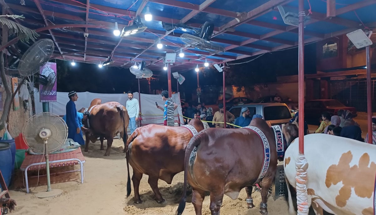 This picture, taken on June 16, 2023, shows heifers, the first three of the Chilostan breed (right) and the Brahman breed (left), in FB Area, Karachi, with local residents coming in numbers to see them. — By the author