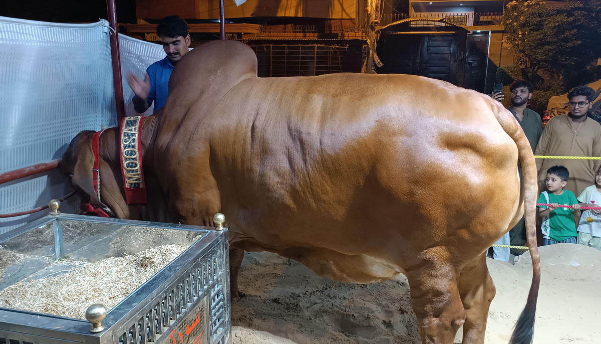 This picture, taken on June 16, 2023, shows a Brahman breed heifer owned by Nawaid in FB Area, Karachi, with local residents, including children coming in numbers to see her. — By the author