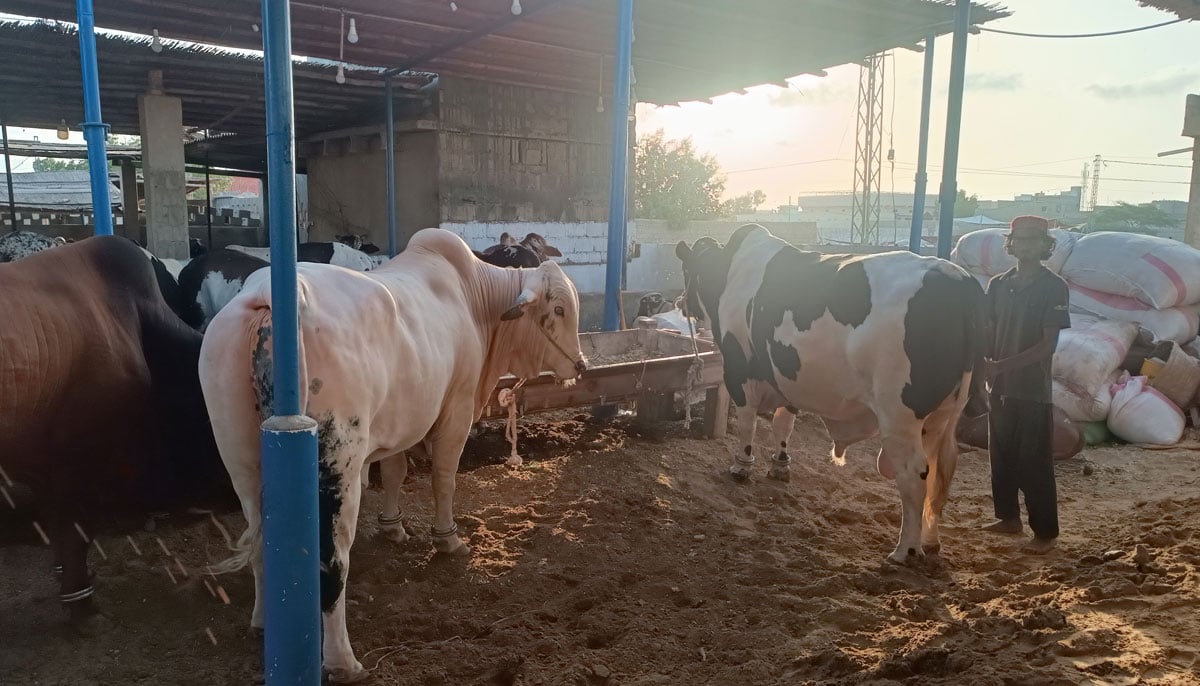 This picture shows an Ali-owned Australian bull with two teeth (right), and two Brahman breed bulls, taken on June 17, 2023, in Yousuf Goth Mandi, Karachi. — By the author