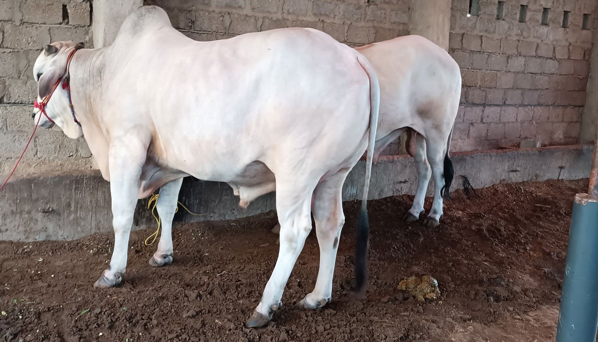 This illustration shows a calf of the Sahiwal Balanari breed with four teeth, taken on June 17, 2023, in Yousuf Goth Mandi, Karachi. — By the author