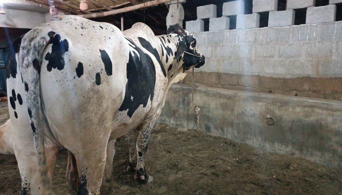 The picture shows an Australian-cross-breed bull with four teeth owned by Ajab Khan, taken on June 17, 2023, in Yousuf Goth Mandi, Karachi. — By the author