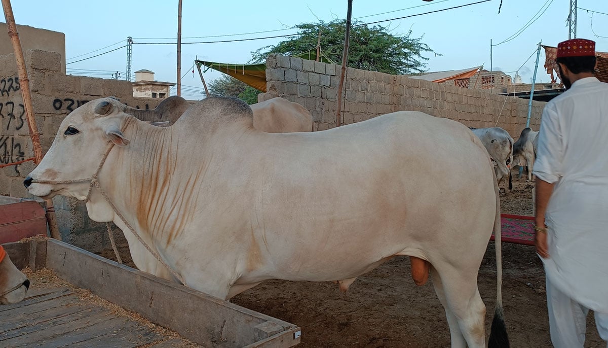 This picture shows a calf of the Sahiwal breed with two teeth owned by Iftikhar Yousafzai, taken on June 17, 2023, in Yousuf Goth Mandi, Karachi. — By the author