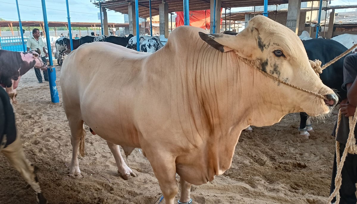 This illustration shows an Alis Brahman breed bull around four years old, taken on June 17, 2023, in Yousuf Goth Mandi, Karachi. — By the author