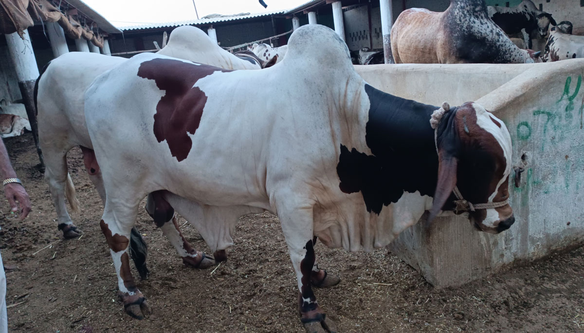 This illustration shows a calf of the Cholistani breed with two teeth owned by Iftikhar Yousifzai, taken on June 17, 2023, in Yousuf Goth Mandi, Karachi. — By the author