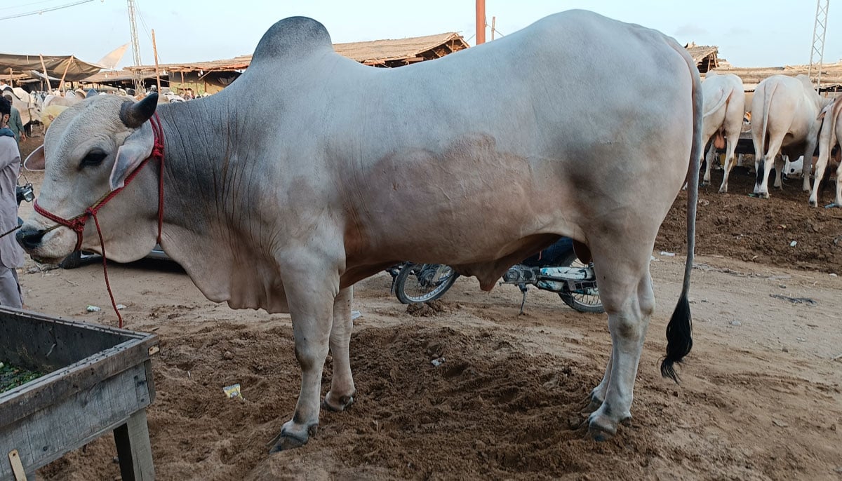 This picture shows a four-toothed bull of the Sahiwal Balanari breed, taken on June 17, 2023, in Yousuf Goth Mandi, Karachi.—  By the author