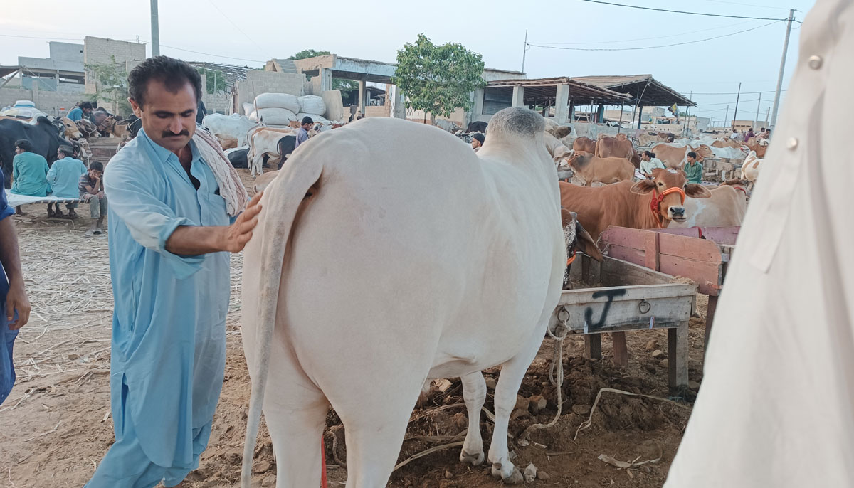 This picture shows a bull of the Sahiwal breed with a caretaker, taken on June 17, 2023, in Yousuf Goth Mandi, Karachi. — By the author