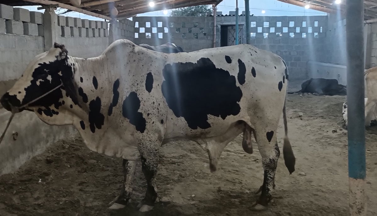 The picture shows an Australian-cross-breed bull with four teeth standing in a shelter on June 17, 2023, in Yousuf Goth Mandi, Karachi. — By the author