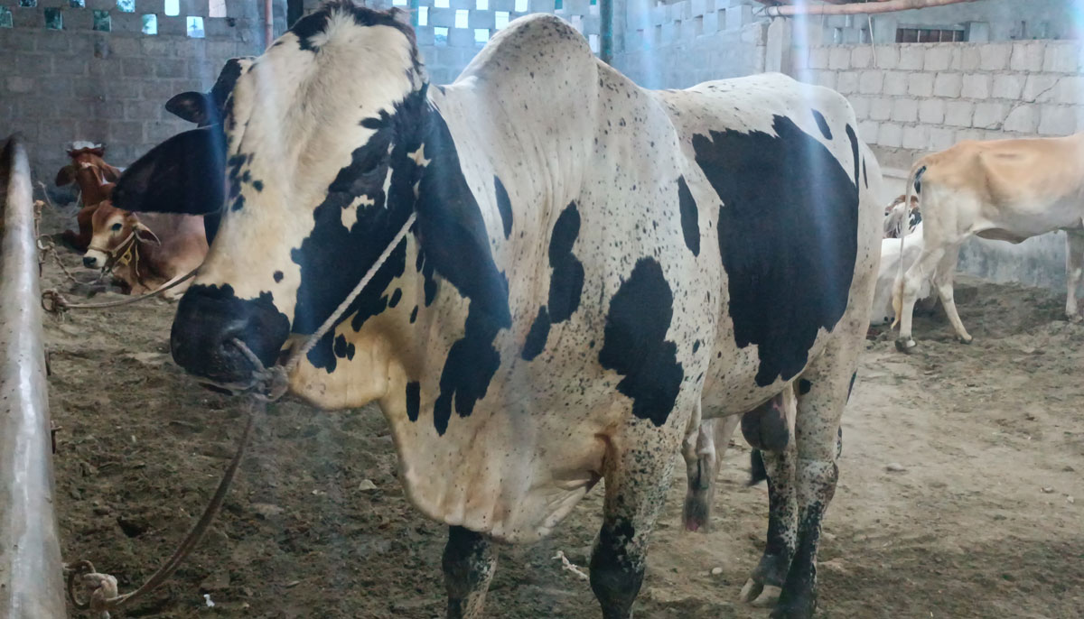 This illustration shows an Australian-cross-breed bull with four teeth owned by Ajab Khan, taken on June 17, 2023, in Yousuf Goth Mandi, Karachi. — By the author