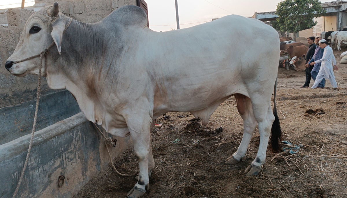 This illustration shows a calf of the Sahiwal breed with two teeth owned by Iftikhar Yousifzai, taken on June 17, 2023, in Yousuf Goth Mandi, Karachi. — By the author