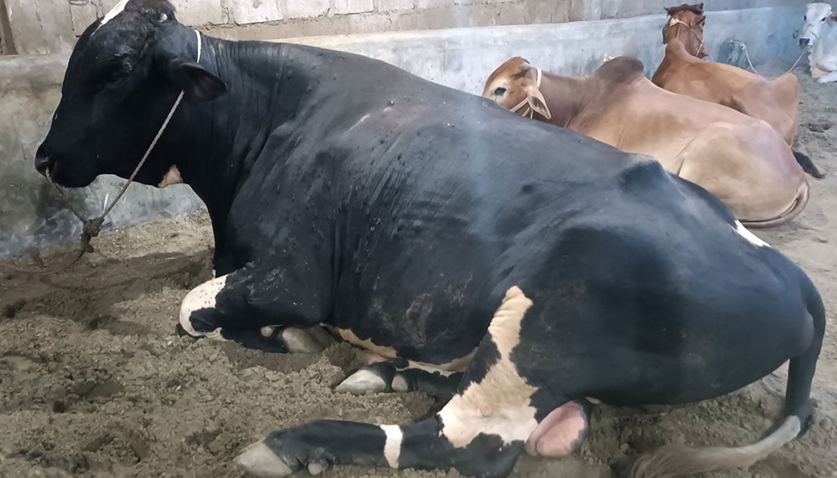 The picture shows an Australian-cross-breed bull with four teeth sitting on June 17, 2023, in Yousuf Goth Mandi, Karachi. — By the author