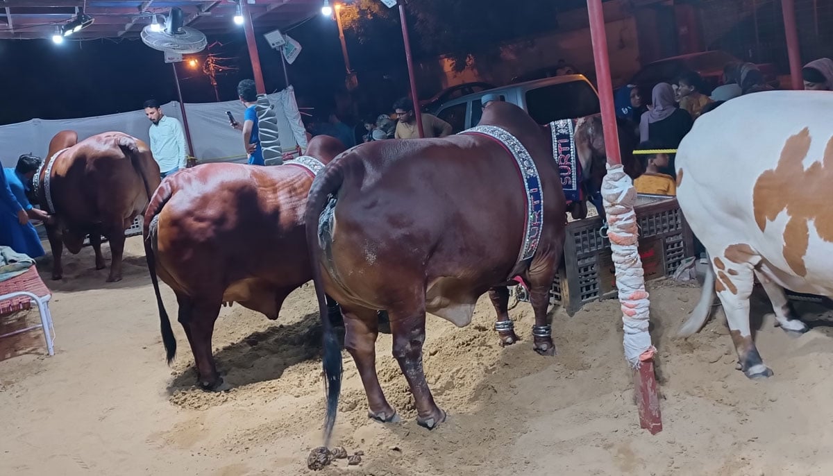 This picture, taken on June 16, 2023, shows heifers, the first three of the Chilostan breed (right) and the Brahman breed (left), owned by Nawaid in FB Area, Karachi, with local residents coming in numbers to see them. — By the author