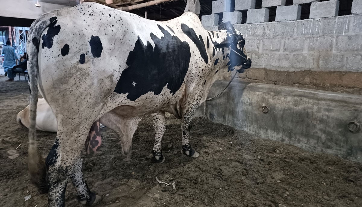This picture, taken on June 17, 2023, in Yousuf Goth Mandi, Karachi, shows an Australian-cross breed bull with four teeth owned by Ajab Khan. — By the author