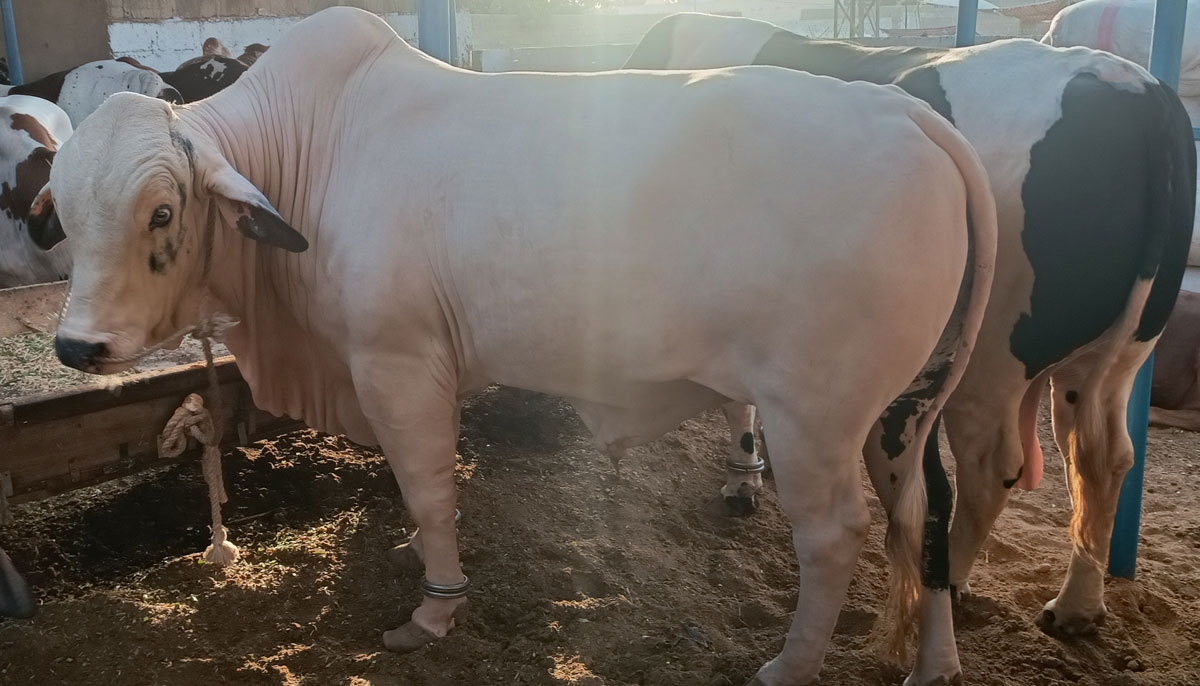 This picture shows a Brahman breed bull with two teeth, taken on June 17, 2023, in Yousuf Goth Mandi, Karachi. — By the author