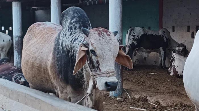 Eid ul Adha: Let's meet some Bullzillas and Cow Kongs in Karachi