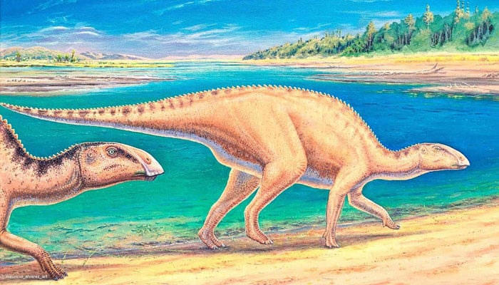 This representational picture shows an artists illustration of a dinosaur from the duck-billed species Gonkoken nanoi. — Mauricio Alvarez/Sky News