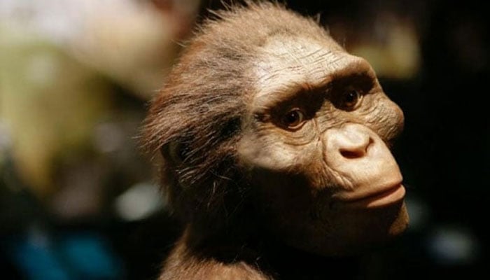 This illustration shows the human ancestor Lucy that lives 3.2 million years ago. — AFP/File