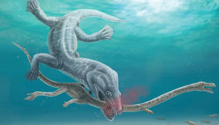 An artist’s rendering of the decapitation of Tanystropheus hydroides in the Middle Triassic period. — Institut Català de Paleontologia Miquel Crusafont/File