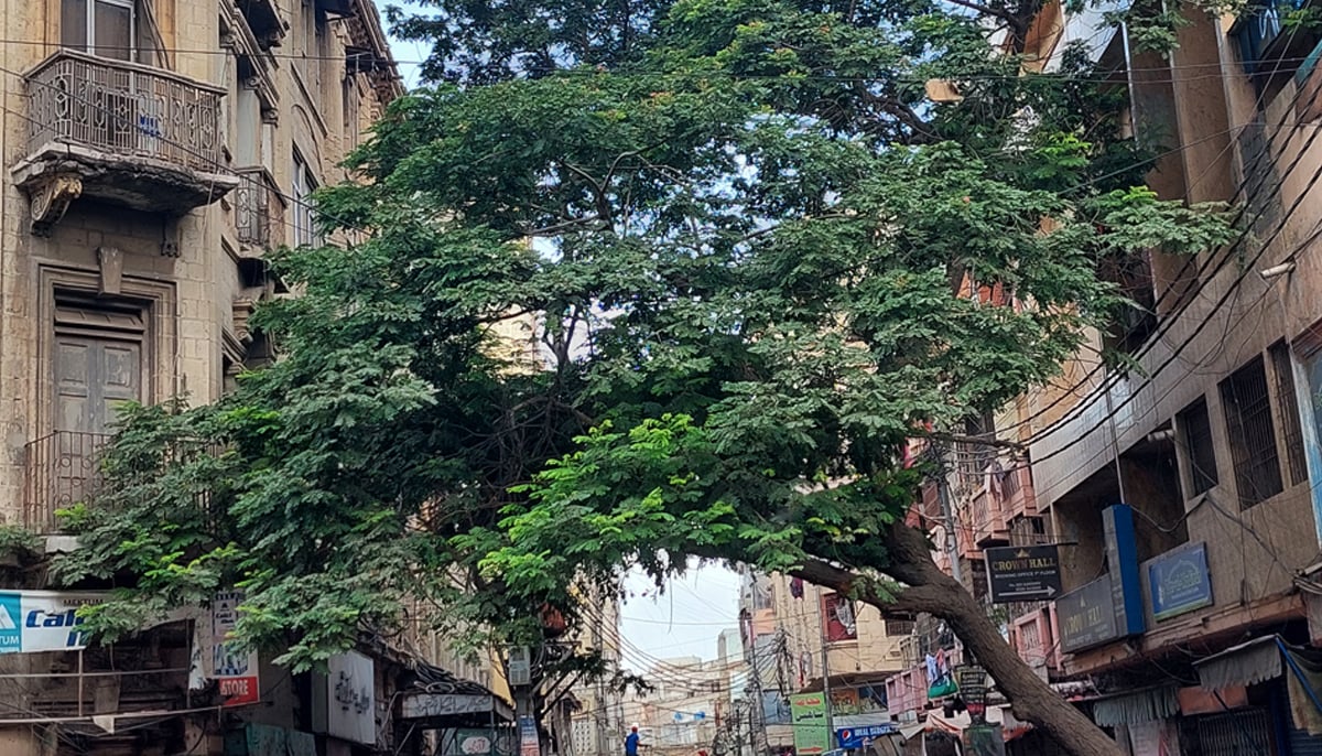 A siris tree in old town Karachi, providing overarching shade to buildings and people. — Photo by author
