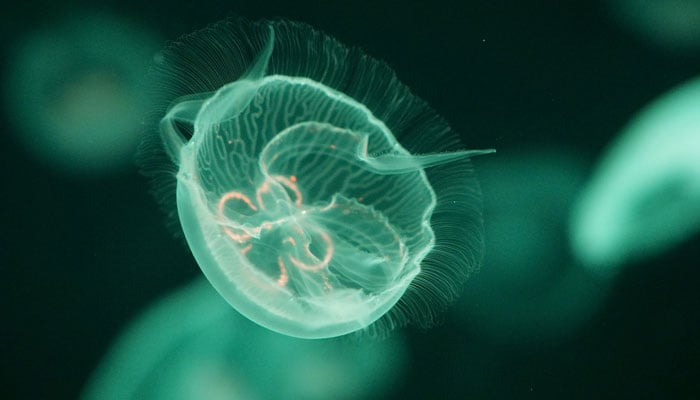 The representational image of jellyfish can be seen. — Pixabay/File