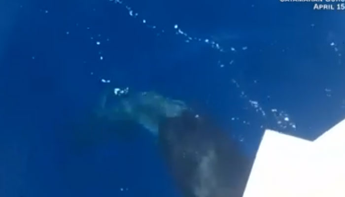 Orcas are attacking boats in Europe. — CNN