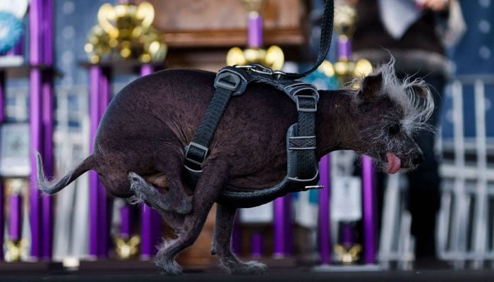 Seven-year-old Chinese Scooter can be seen in this picture walking with the help of its two front limbs on June 24, 2023. — AFP