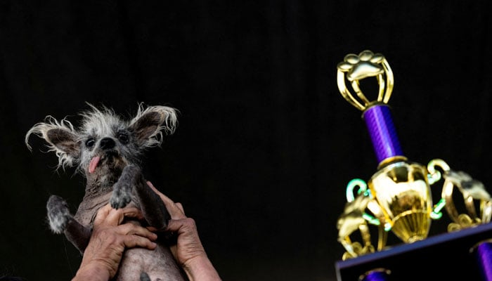 Seven-year-old Chinese Scooter can be seen with his trophy in this picture on June 24, 2023. — Reuters