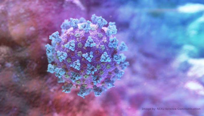 The image shows a model structurally representative of a betacoronavirus which is the type of virus linked to COVID-19, better known as the coronavirus. — Reuters/File