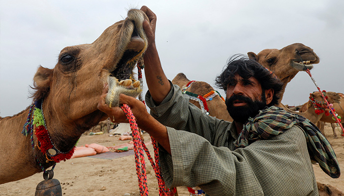 کراچی، پاکستان میں 24 جون، 2023 کو عید الاضحیٰ کے تہوار سے پہلے، ایک کارکن مویشی منڈی میں ایک گاہک کو قربانی کے اونٹ کے دانت دکھا رہا ہے۔ — رائٹرز