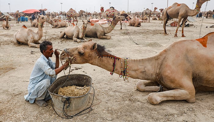 کراچی، پاکستان میں 24 جون، 2023 کو عید الاضحیٰ کے تہوار سے پہلے، ایک کارکن مویشی منڈی میں قربانی کے اونٹ کو کھانا کھلا رہا ہے۔ — رائٹرز
