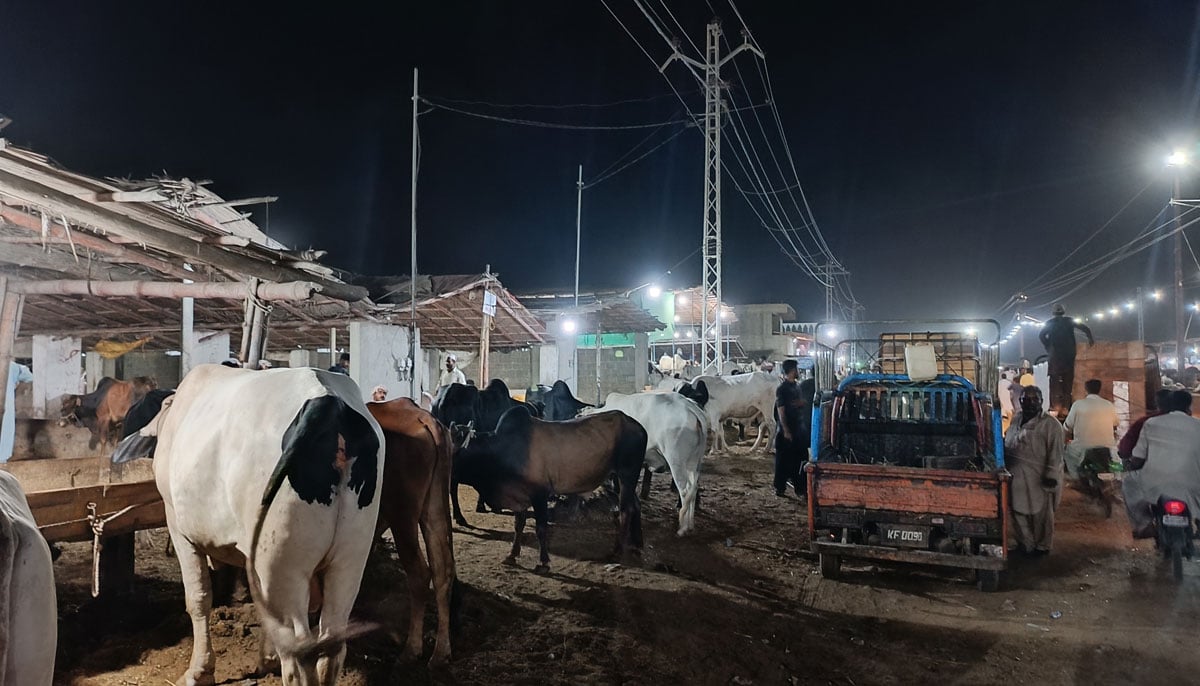 This picture taken shows sacrificial animals standing in Yousuf Goth Mandi, Karachi on June 27, 2023. — By the author