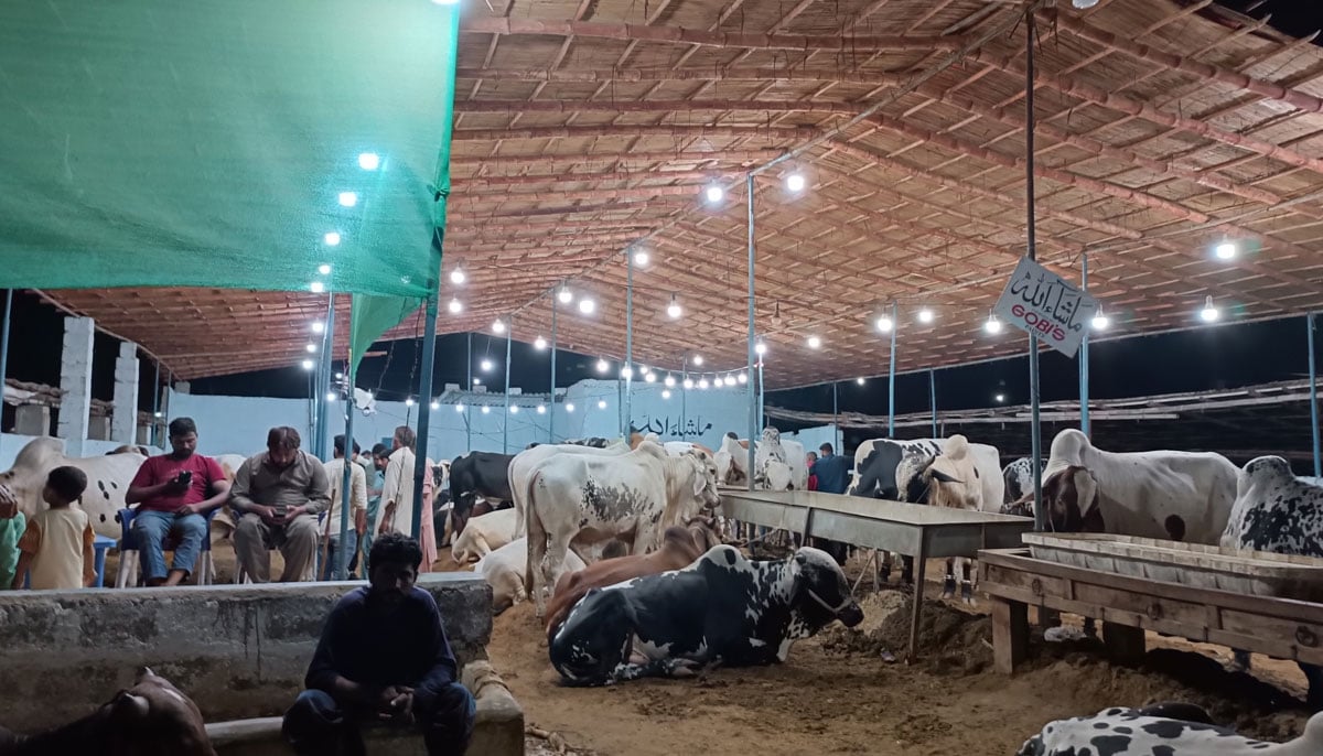 This picture, taken on June 27, 2023, shows sacrificial bulls and calves in a cattle shade in Yousuf Goth Mandi, Karachi. — By the author
