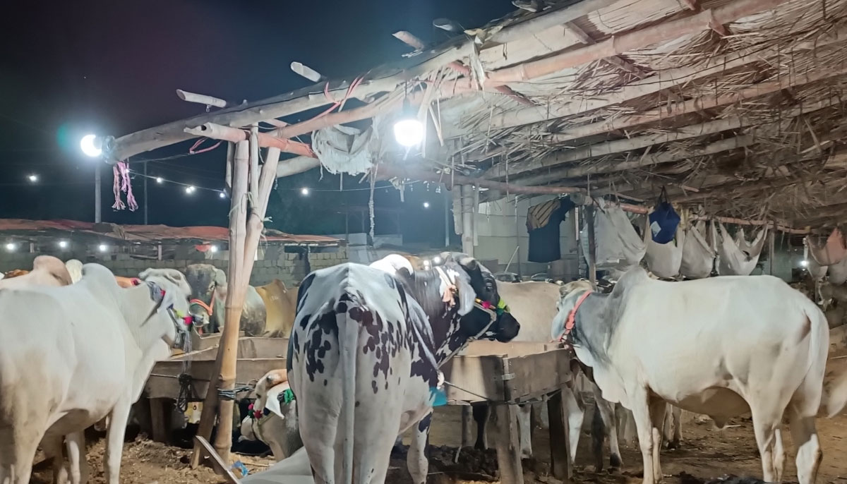 This picture taken shows sacrificial animals standing in Yousuf Goth Mandi, Karachi on June 27, 2023. — By the author