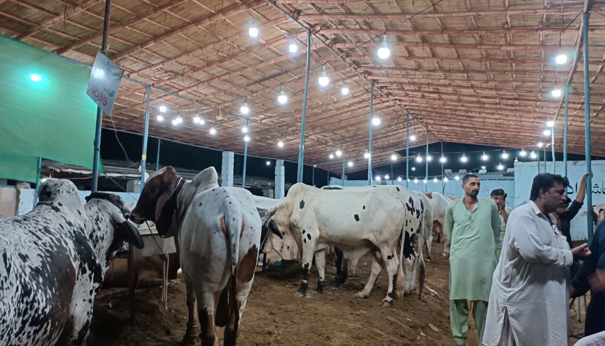 This picture taken shows sacrificial animals standing under a cattle shade with buyers bargaining for their choice of animal in Yousuf Goth Mandi, Karachi on June 27, 2023. — By the author