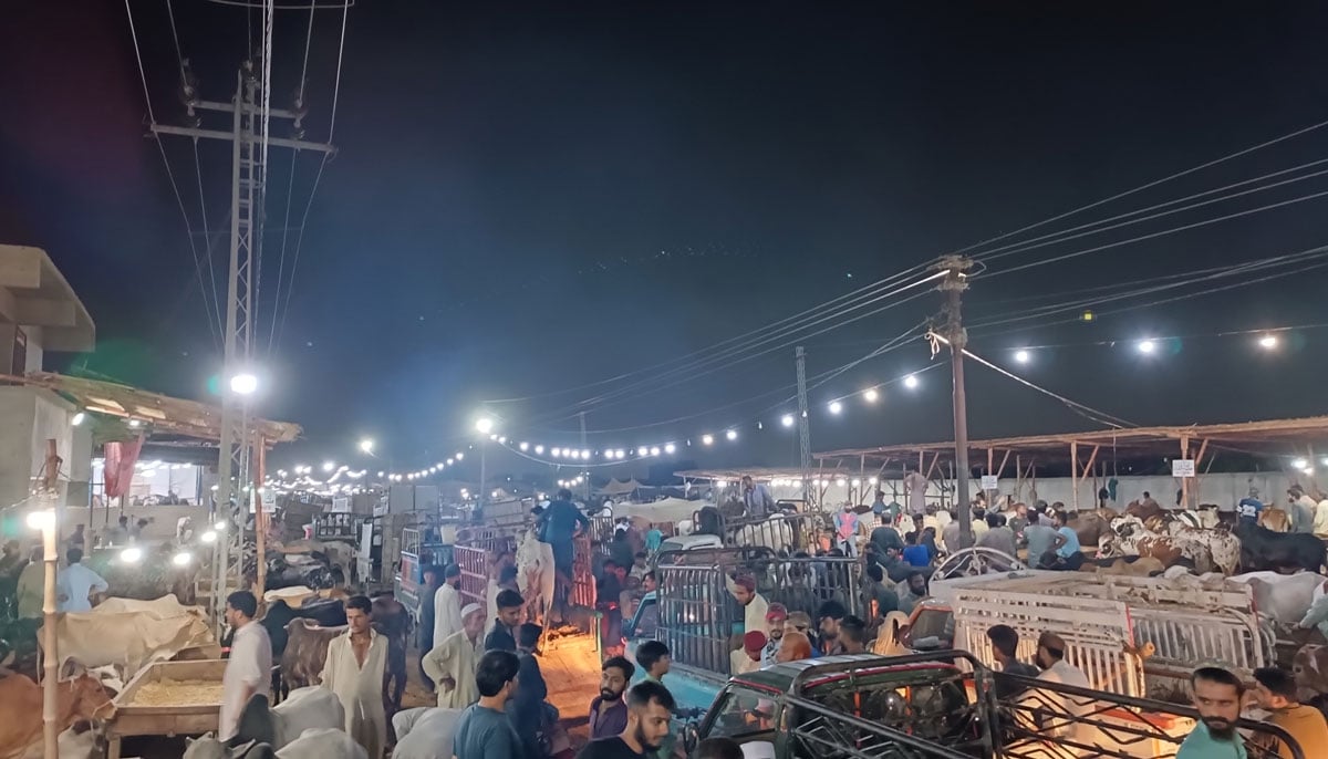 A general view of Yousuf Goth Mandi, Karachi shows sacrificial animals and transport vehicles with several people busy walking and looking for animals to buy on June 27, 2023. — By the author