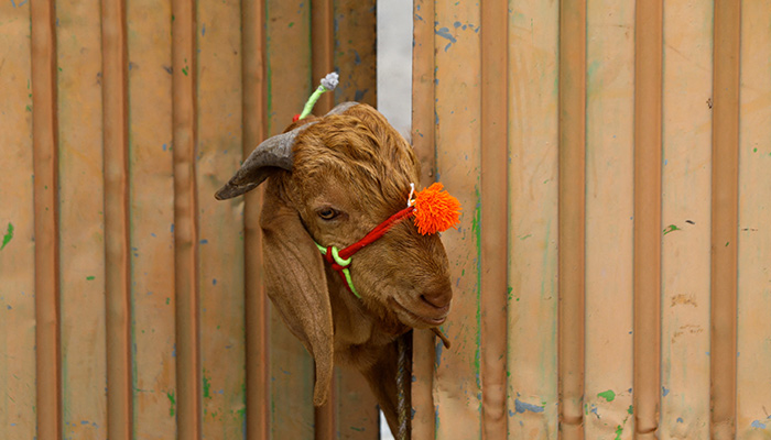 A sacrificial goat peeks through the entrance gate of a house ahead of the Eid al-Adha festival in Peshawar, Pakistan on June 28, 2023. — Reuters