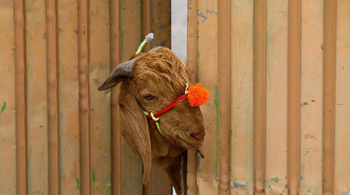 70 sacrificial animals stolen amid rampant street crime in Karachi