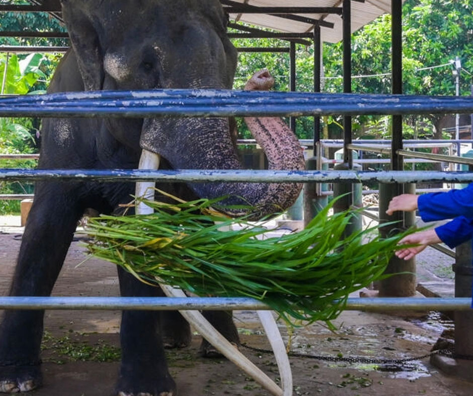 A Thai keeper feeds elephant Muthu Raja in an enclosure at Dehiwala Zoo in Colombo on June 30, 2023. — AFP