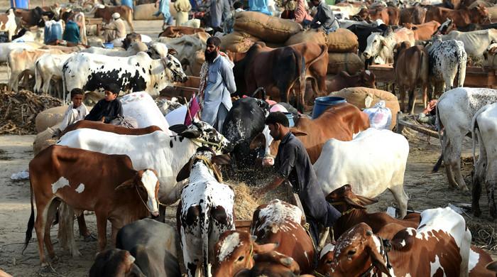 Karachi cattle market generates Rs8bn revenue