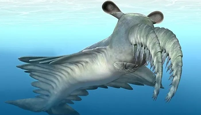 A new reconstruction of Anomalocaris aff canadensis with compound eyes on stalks from an academic paper can be seen in this picture. — Website/Katrina Kenny Artist