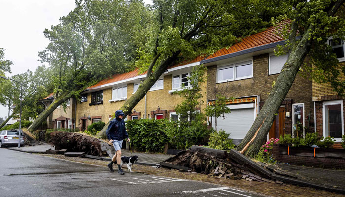 A man walks his dog by uprooted trees following a storm in Haarlem, on July 5, 2023. — AFP