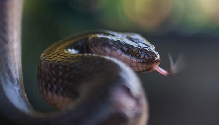 This representational picture shows a snake. — Unsplash/File