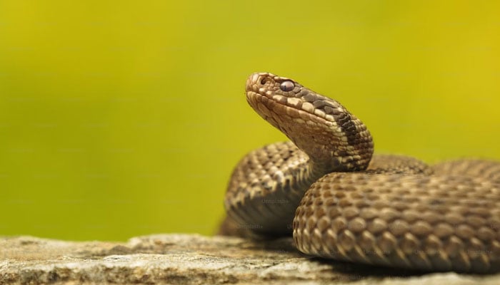 This picture shows a Southern Pacific rattlesnake. — Unsplash/File