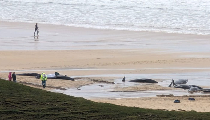 Mass pilot whale stranding on Isle of Lewis is 'biggest one ever in Scotland' with 55 dead
