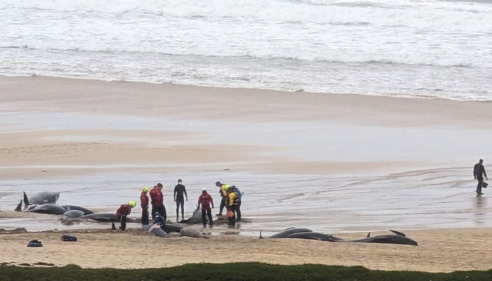 Dozens of pilot whales can be seen washed ashore after a massive stranding on Tragh Mhor beach on the Isle of Lewis, Scotland, as rescue workers are busy in efforts to ensure the survival of the sea creatures, July 16, 2023. - Twitter / @AngusMacNeilSNP