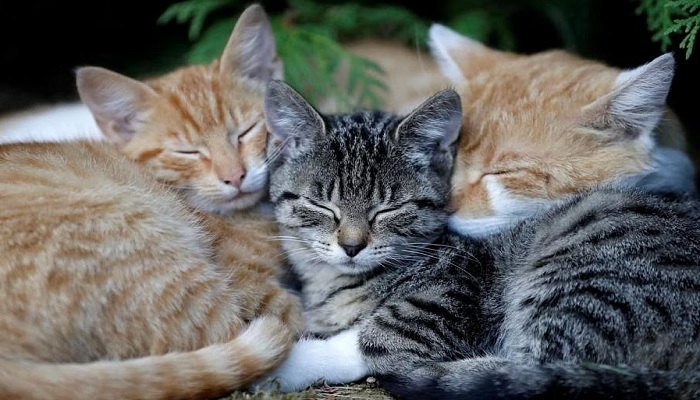 Three kittens can be seen sleeping in this representational image. — Reuters/File