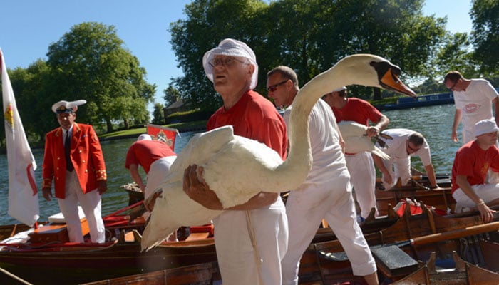 Royal family shares updates on centuries-old tradition Swan Upping