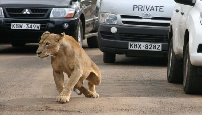 A lioness walks along a road as visitors sit in their vehicles at Nairobis National Park in Kenyas capital Nairobi, July 12, 2014.— Reuters/File